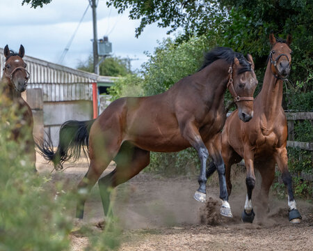 Racehorses turned out in a pack, galloping freely toward their daily turnout fun and freedom