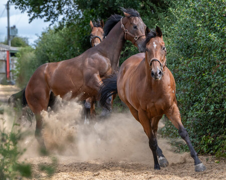 Racehorses turned out in a pack, galloping freely toward their daily turnout fun and freedom
