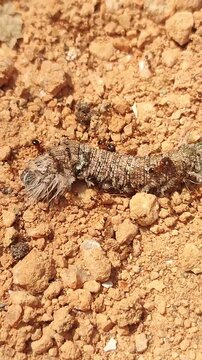 A colony of red ants preying on and devouring a caterpillar on the ground.