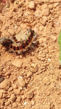A colony of red ants preying on and devouring a caterpillar on the ground.