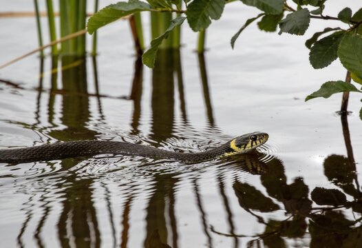 Black and yellow striped snake swimming through shallow water surrounded by green plants