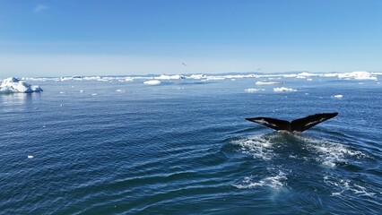Humback whale diving © Paqu