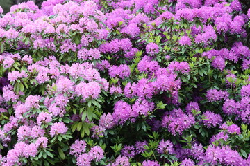 Obraz premium Rhododendrons in a garden in spring