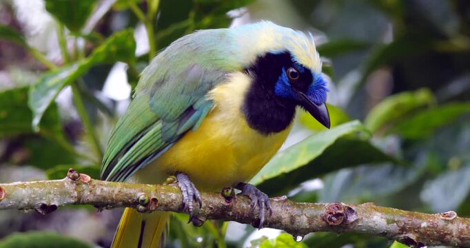 Inca jay (Cyanocorax yncas). In montane rainforest on the Amazonian slopes of the Andes near Cosanga, Napo province, Ecuador