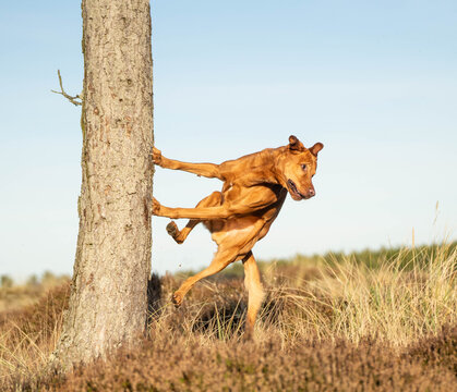 Ginger-colored mixed breed dog performing a dynamic parkour jump off a tree in a natural outdoor setting. The dog pushes off with its front paws, looking intensely in the direction of movement 