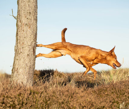dog displaying natural agility and body control while landing from a dynamic parkour jump onto a tree trunk. Side view captures the dog's fully extended body, highlighting the athletic movement