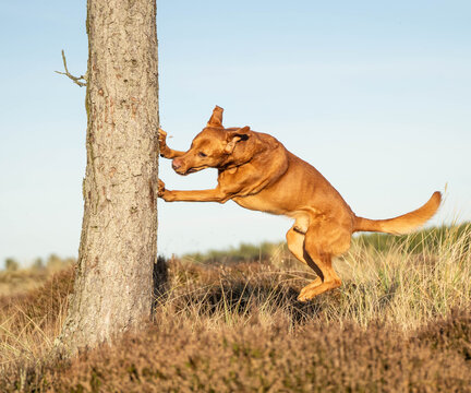 Ginger-colored mixed breed dog leaping onto a tree trunk during an outdoor dog parkour session. Captured in motion with its front paws making contact with the bark, showcasing canine athleticism,