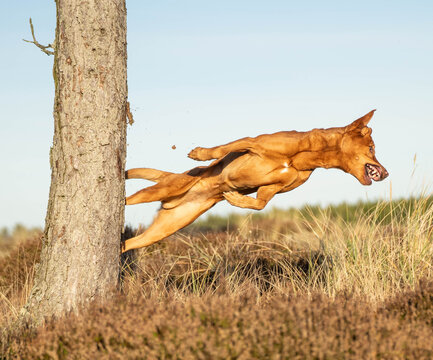 Red mix breed dog stretching mid-air with its hind paws pushing off a tree trunk during an outdoor dog parkour session. With its mouth open and body fully extended, the dog showcases dynamic movement