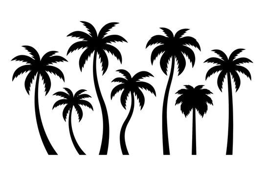Silhouette of tropical palm trees on white background.