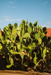 Cactus In Arizona © Stephany Barboza