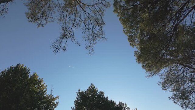 A static shot of plane and tree canopies getting moved by light breeze
