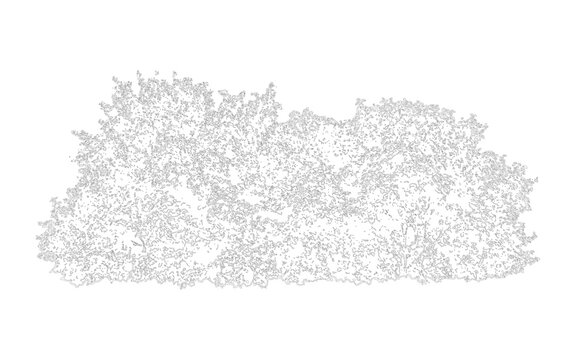 Detailed sketch of a dense shrub or bush with intricate foliage texture, handdrawn botanical illustration