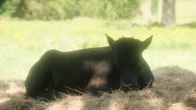 Young black bull calf laying in a hay pile resting on a cow farm during the summer season close-up