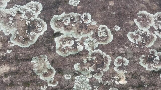 lichen moss on stone rock in tree nature life