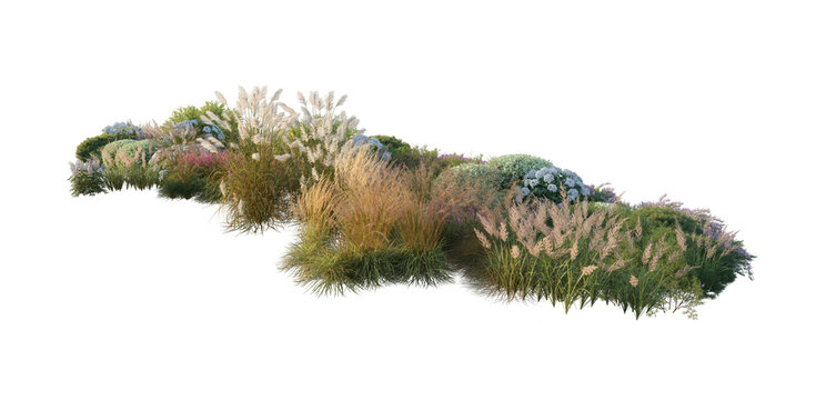 Garden landscape composition with blooming hydrangea bushes, ornamental pampas grass, and shrubs (hydrangea, pampas grass, shrubs) isolated PNG on a transparent background cutout