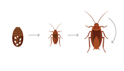 Fototapeta premium Diagram showing the life cycle stages of a cockroach from egg case to young nymph and fully grown adult.