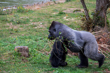 Powerful silverback gorilla walking in a lush green habitat carrying a branch © Ivan Alfred 