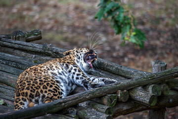 Wild leopard yawning widely while resting on a wooden platform © Ivan Alfred 