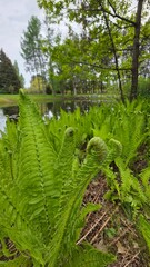 fern in the forest © R3nytto