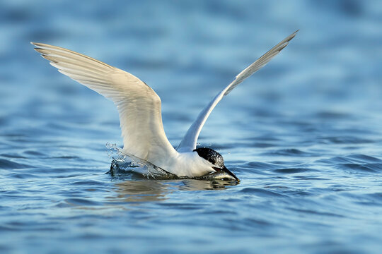 Sandwich tern (Thalasseus sandvicensis)