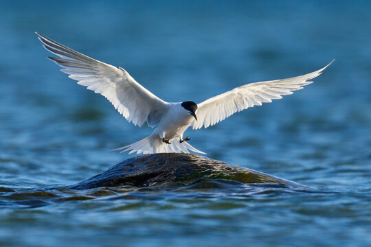 Sandwich tern (Thalasseus sandvicensis)