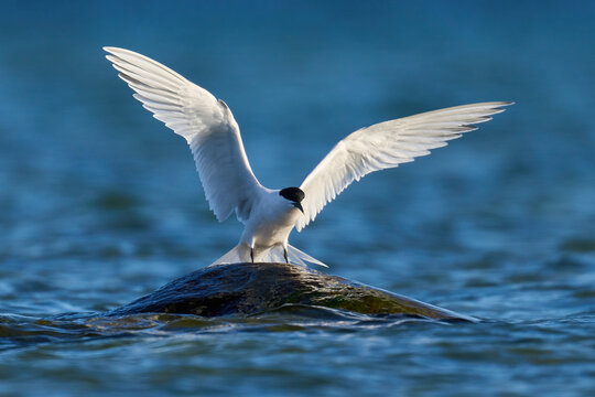 Sandwich tern (Thalasseus sandvicensis)