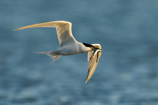 Sandwich tern (Thalasseus sandvicensis)