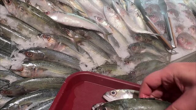 Footage of Customer Placing Selected Fresh Mackerel into Tray at Seafood Counter.