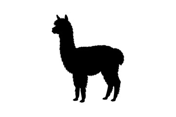 Fototapeta premium Silhouette of standing alpaca in profile view on white background.