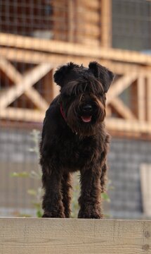 miniature schnauzer dog
