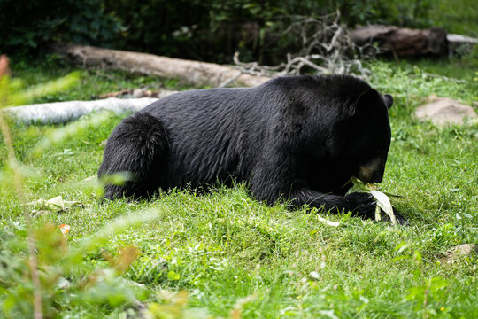 black bear in the grass