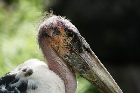 portrait of a Marabou Stork