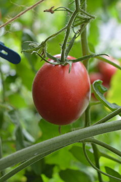 Close-up of a single ripe Zipfelmuetze tomato