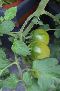 Two unripe green Zipfelmuetze tomatoes on the vine