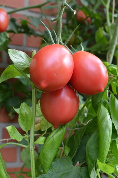 Ripe Zipfelmuetze tomatoes with basil against a brick wall
