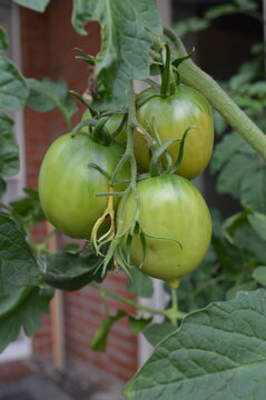 Unripe green Zipfelmuetze tomatoes on the vine