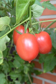 Two ripe Zipfelmuetze tomatoes with pointed blossom end
