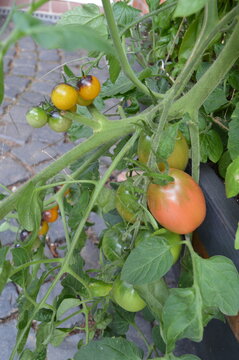 Ripening Zipfelmuetze tomato above a paved terrace