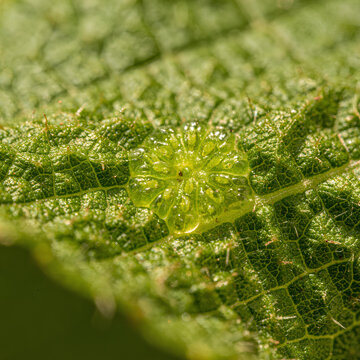 Macro shot of a tiny dewdrop on a green leaf showing intricate details and texture