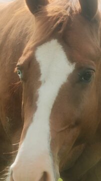 Sorrel horse with a blaze face, one blue eye, and a brown eye closeup in a pasture