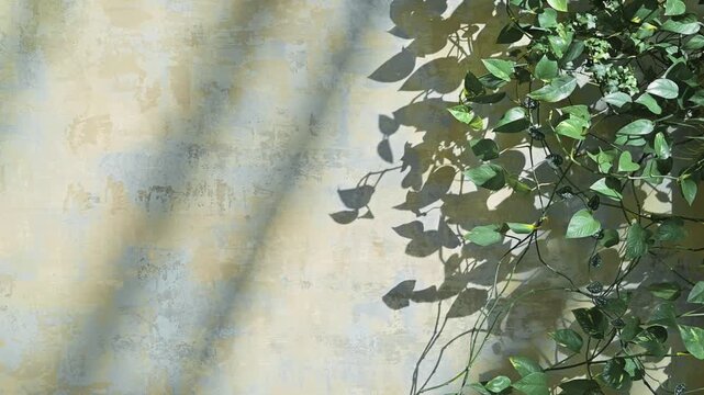 Leaves cast shadows on a weathered wall as light changes. Copy space
