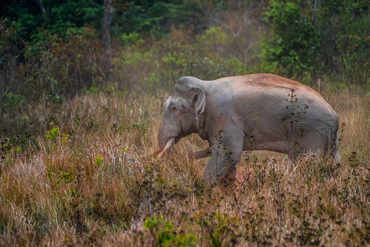The Asian elephant (Elephas maximus) is a large mammal with a gray body and a long, protruding nose known as a trunk; the trunk of the Asian elephant features a single "finger"