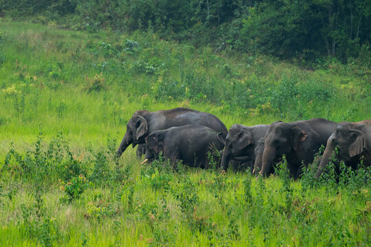 The Asian elephant (Elephas maximus) is a large mammal with a gray body and a long, protruding nose known as a trunk; the trunk of the Asian elephant features a single "finger"