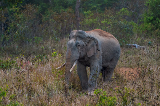 The Asian elephant (Elephas maximus) is a large mammal with a gray body and a long, protruding nose known as a trunk; the trunk of the Asian elephant features a single "finger"