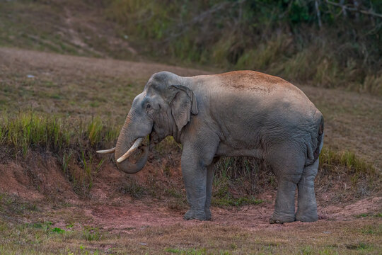 The Asian elephant (Elephas maximus) is a large mammal with a gray body and a long, protruding nose known as a trunk; the trunk of the Asian elephant features a single "finger"