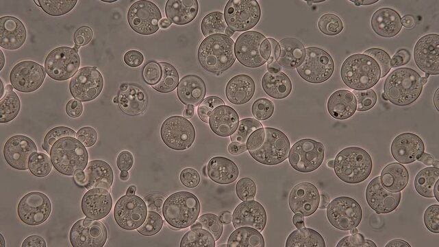 Bakery yeast cells viewed through an optical microscope, showing detailed cellular structures in 1K, authentic microscopic appearance, scientific laboratory visualization, 4K video
