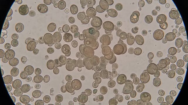 Bakery yeast cells viewed through an optical microscope, showing detailed cellular structures in 1K, authentic microscopic appearance, scientific laboratory visualization, 4K video