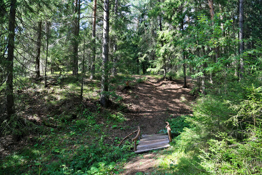 A road in the forest through a ravine on a bright sunny day, Perm Region. Flora is the nature of a plant.