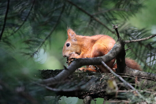 funny red squirrel sits on a spruce tree in the forest, gnawing on a nut against a blurred green backdrop of spruce branches on a warm, sunny day.  Autumn landscape. Wild animals close-up.