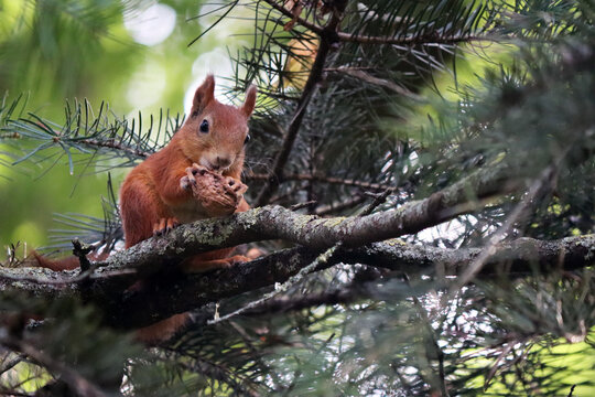 funny red squirrel sits on a spruce tree in the forest, gnawing on a nut against a blurred green backdrop of spruce branches on a warm, sunny day.  Autumn landscape. Wild animals close-up.